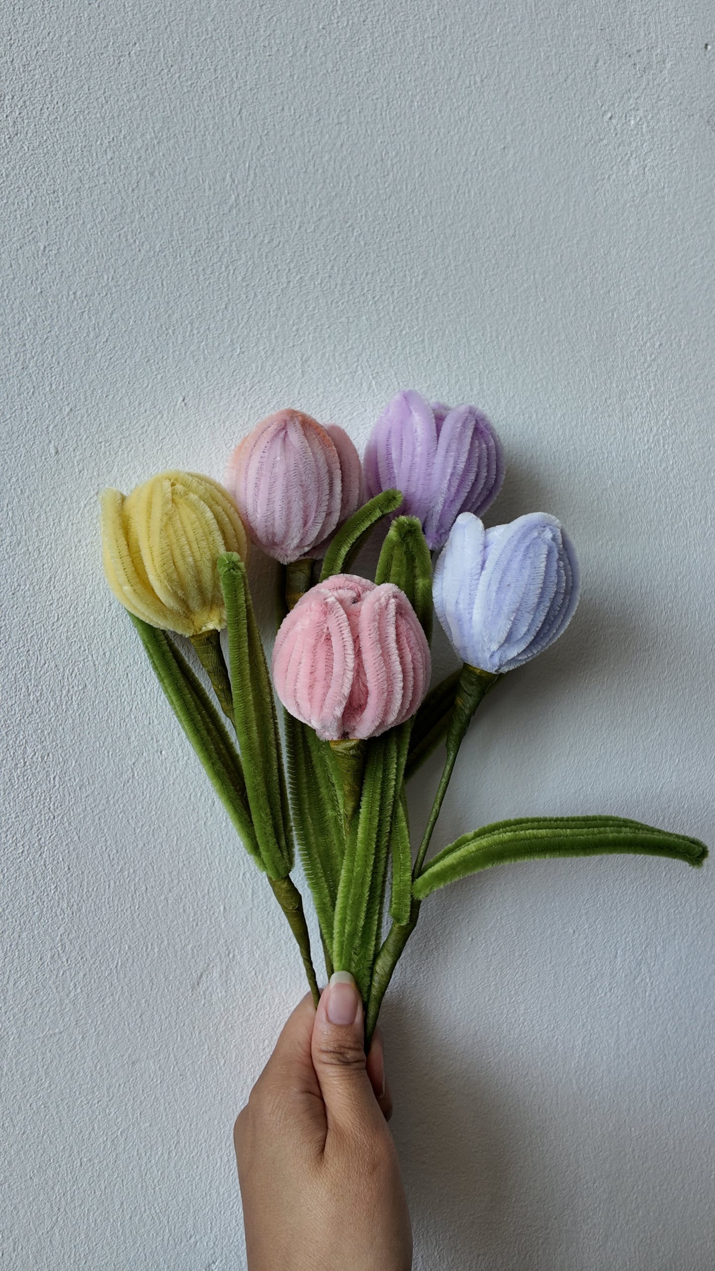 Tulp