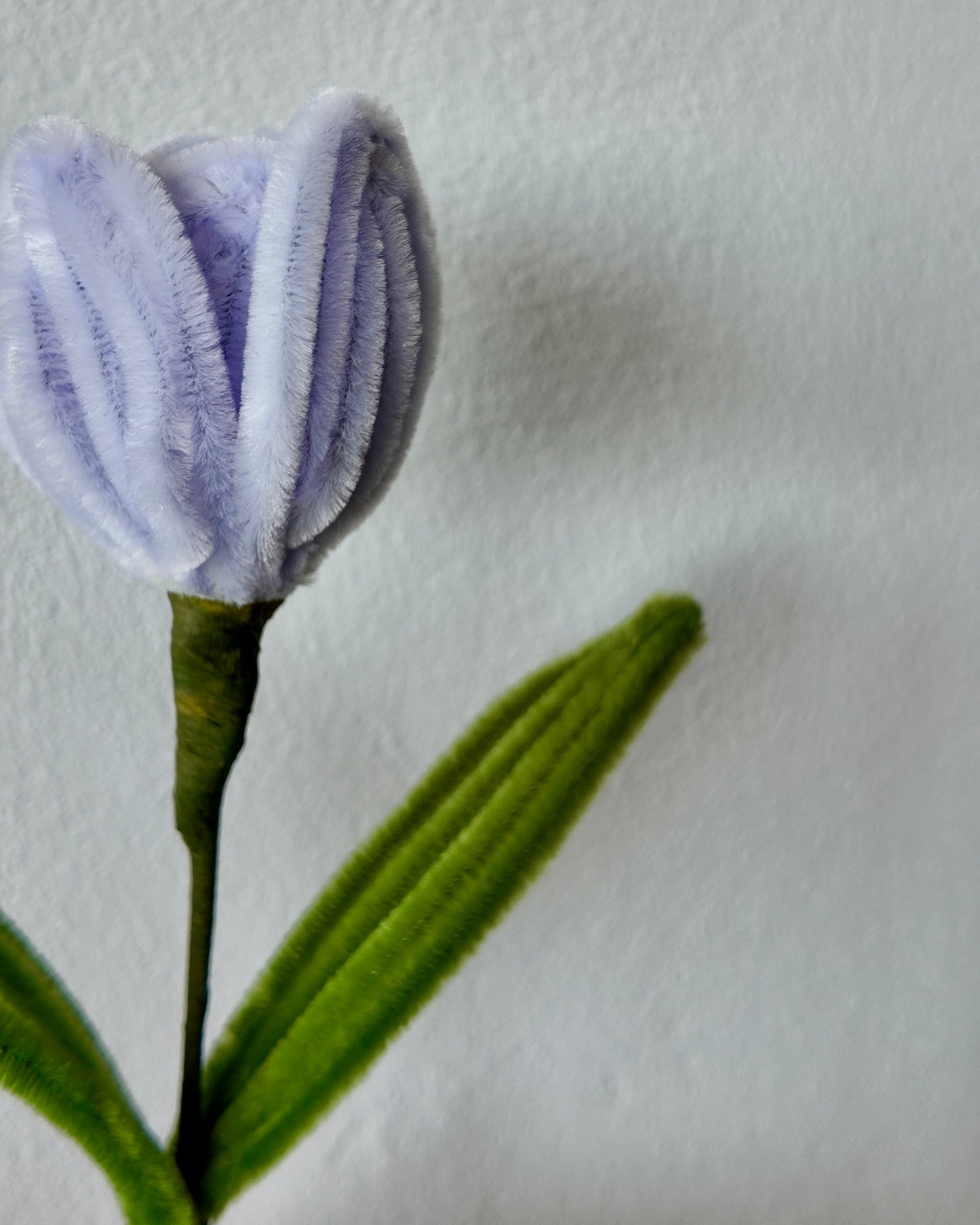 Tulp